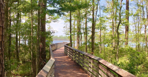 A wooden boardwalk winds through lush green trees, leading to a serene lake under a clear blue sky.
