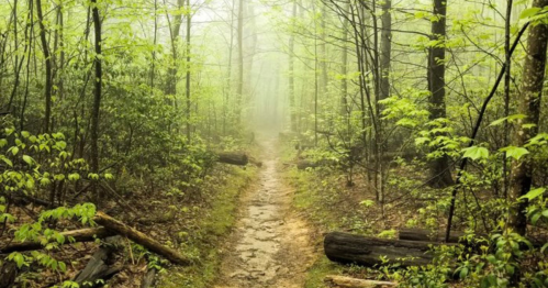 A misty forest path surrounded by lush green trees and underbrush, creating a serene and tranquil atmosphere.