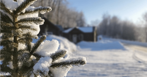A snowy landscape featuring a close-up of a frosted pine branch with a cabin in the background.