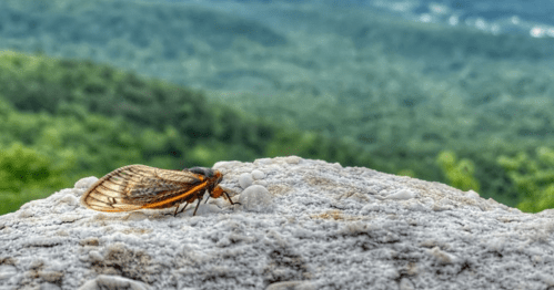 A close-up of a cicada on a rocky surface, with a lush green landscape blurred in the background.