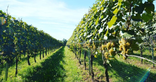 Rows of grapevines with green leaves and clusters of grapes under a clear blue sky.
