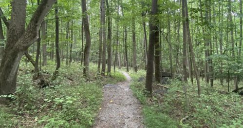 A winding dirt path through a lush green forest with tall trees and dense foliage.