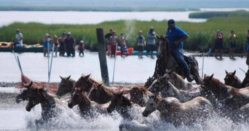 A rider on horseback herds a group of galloping horses through shallow water, with spectators in the background.