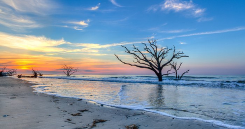 A serene beach at sunset with silhouetted dead trees and gentle waves lapping at the shore under a colorful sky.