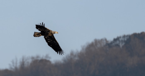 A majestic eagle soaring through a clear blue sky, with trees in the background.