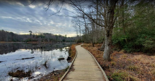 A wooden boardwalk winds through a serene wetland, surrounded by trees and a calm water surface under a cloudy sky.