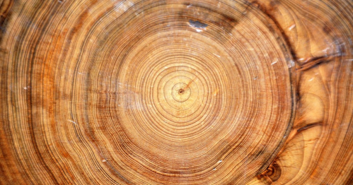 Close-up of a tree stump showing concentric growth rings and a rich, warm wood texture.