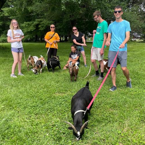 A group of people walking goats in a grassy area, enjoying a sunny day outdoors.