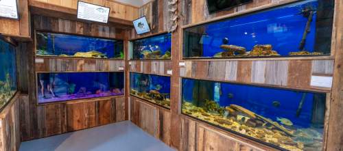 A room with multiple large aquariums displaying colorful fish and aquatic plants against a wooden backdrop.
