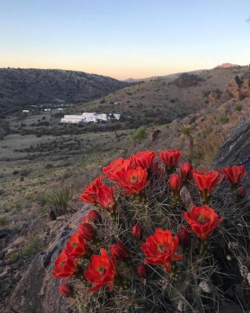 Vibrant red cactus flowers bloom on a rocky hillside, with a distant view of a valley and buildings at sunset.