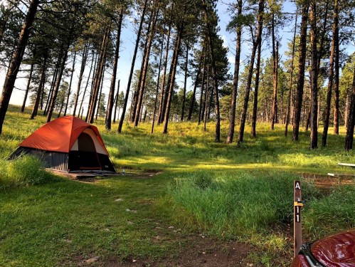 A bright orange tent set up in a grassy clearing surrounded by tall pine trees in a forest.