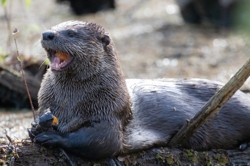A playful otter rests on a log, holding a piece of food and opening its mouth in a cheerful expression.