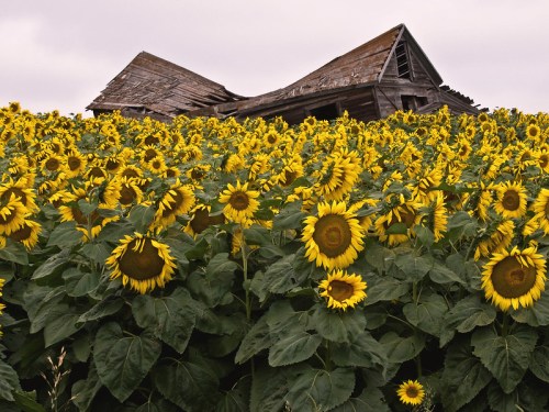 A field of vibrant sunflowers in front of a weathered, abandoned barn under a cloudy sky.
