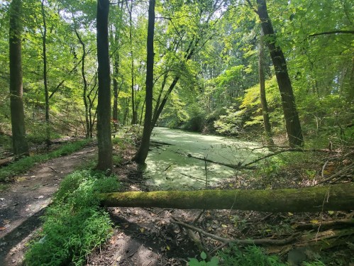 Lush green forest with tall trees surrounding a calm, algae-covered stream and a dirt path on the left.