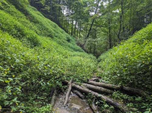 A lush green valley with dense foliage and fallen logs, surrounded by tall trees in a serene forest setting.