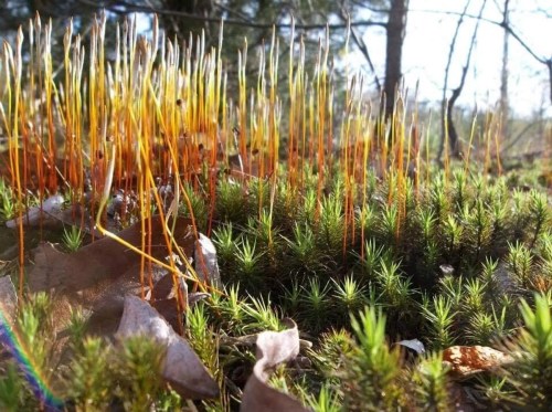 Close-up of vibrant green moss with tall, orange-tipped moss stalks and fallen leaves in a sunlit forest setting.