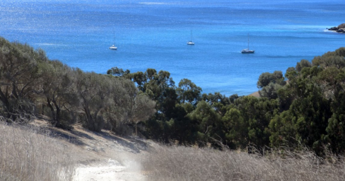 A serene coastal view with three sailboats on calm blue water, framed by trees and dry grass in the foreground.