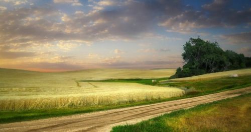A serene landscape featuring golden fields, a winding dirt road, and a tree line under a colorful sky at sunset.