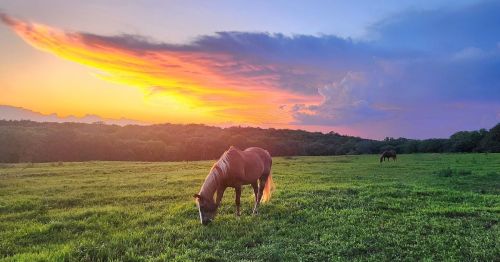 A horse grazes in a lush green field under a vibrant sunset with colorful clouds.