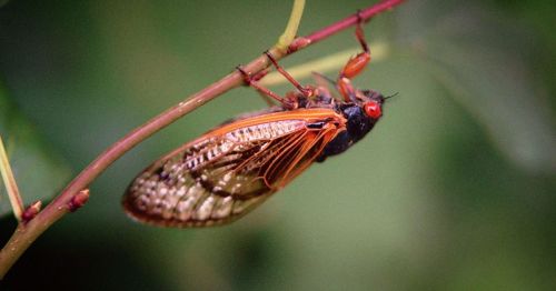 A close-up of a cicada perched on a green stem, showcasing its detailed wings and bright red eyes.