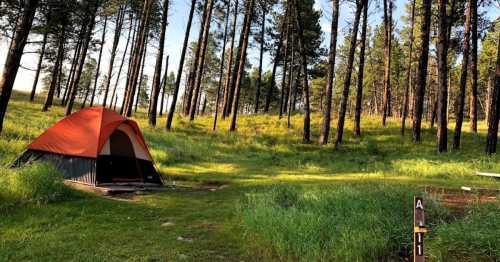 A bright orange tent set up in a grassy clearing surrounded by tall pine trees in a serene forest.