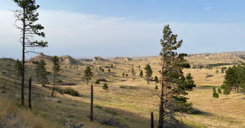 A scenic view of rolling hills and sparse trees under a clear blue sky, showcasing a tranquil natural landscape.