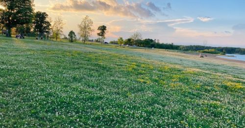 A grassy field covered in white and yellow flowers, with trees and a lake in the background under a colorful sky.