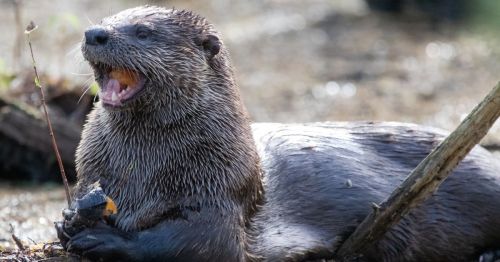 A close-up of an otter with its mouth open, sitting on a riverbank, holding a piece of food in its paws.