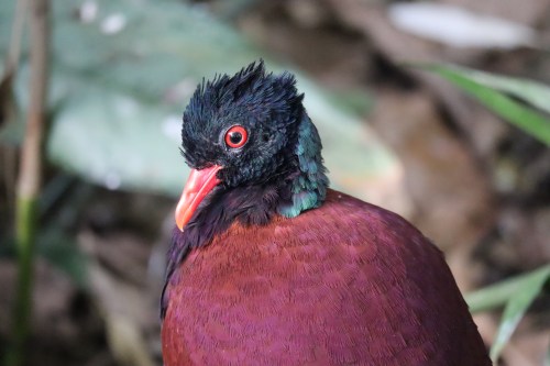 A close-up of a colorful bird with a dark head, bright red eyes, and a rich maroon body, set against a blurred green background.