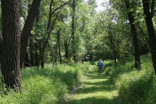 A person walks along a grassy path through a lush, green forest on a sunny day.