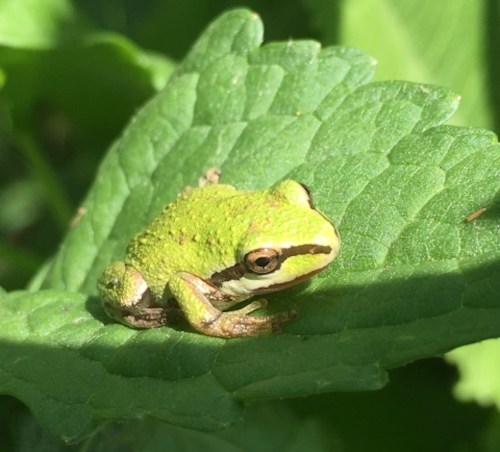 A small green frog resting on a vibrant green leaf in natural sunlight.