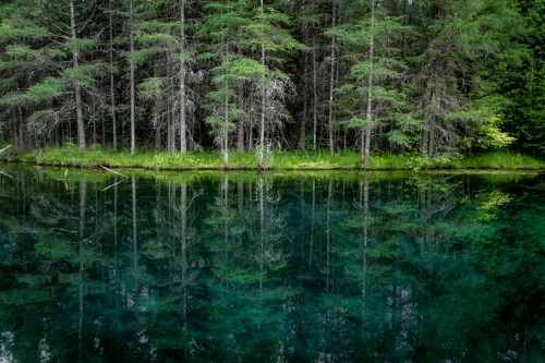 A serene forest scene reflected in calm, clear water, showcasing lush green trees and a tranquil atmosphere.