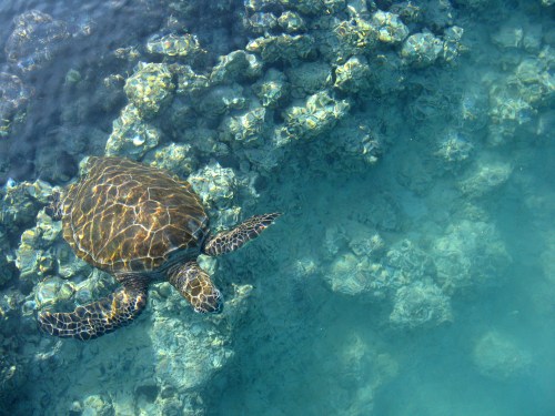 A sea turtle swims gracefully over a rocky ocean floor, surrounded by clear blue water.
