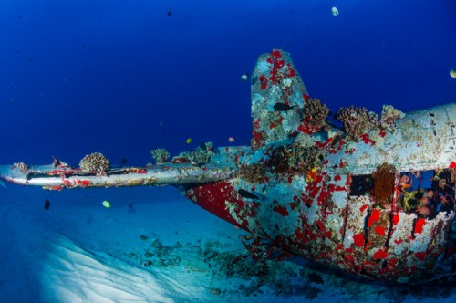 A sunken airplane covered in coral and marine life, resting on the ocean floor with clear blue water surrounding it.