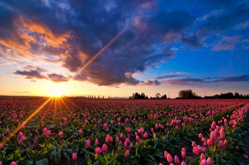 A vibrant field of pink tulips under a dramatic sunset with colorful clouds and rays of sunlight.