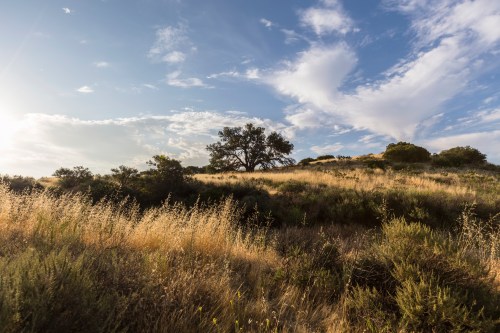 A serene landscape featuring a grassy hill, scattered trees, and a blue sky with wispy clouds.