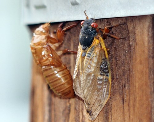 A cicada on a wooden surface, next to its shed exoskeleton, showcasing its vibrant wings and red eyes.