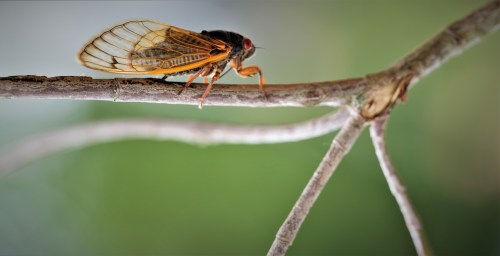 A close-up of a cicada perched on a twig, showcasing its translucent wings and vibrant orange markings.