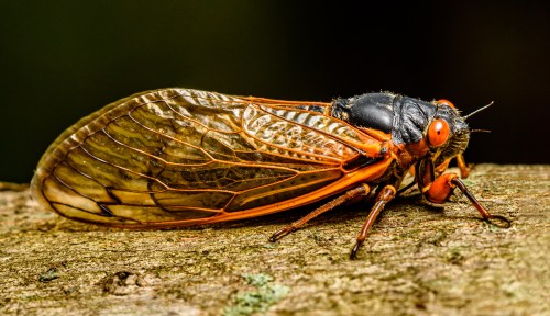 Close-up of a cicada perched on a wooden surface, showcasing its translucent wings and vibrant orange markings.