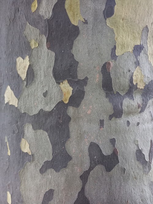 Close-up of a textured tree bark with a camouflage pattern of green, gray, and yellow hues.