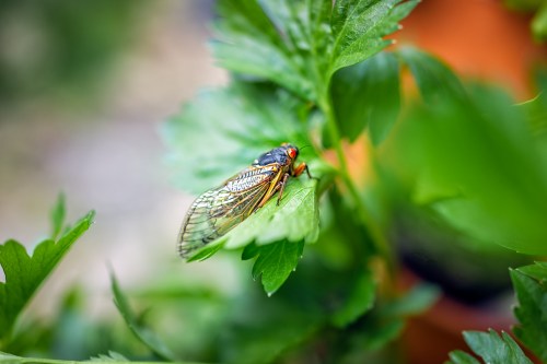 A close-up of a cicada resting on a green leaf, surrounded by blurred foliage.