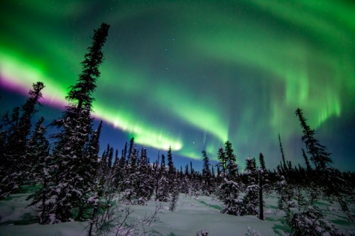 A stunning display of the northern lights illuminates a snowy forest under a starry sky.