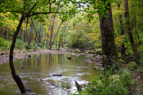 A serene forest scene featuring a calm river surrounded by trees with autumn foliage.