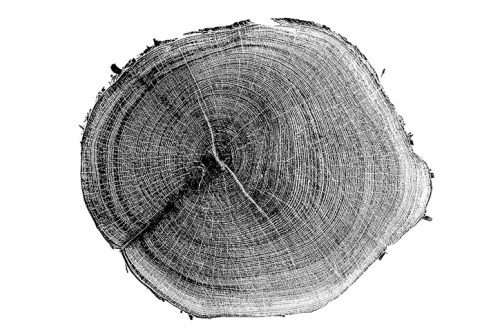 Cross-section of a tree trunk showing growth rings and texture, set against a white background.