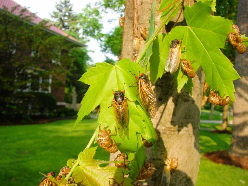 Cicadas on green leaves of a tree, with some exoskeletons visible on the bark, in a sunny outdoor setting.