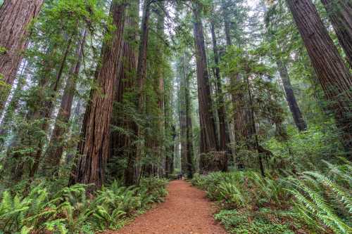 A serene forest path winding through towering redwood trees, surrounded by lush ferns and greenery.