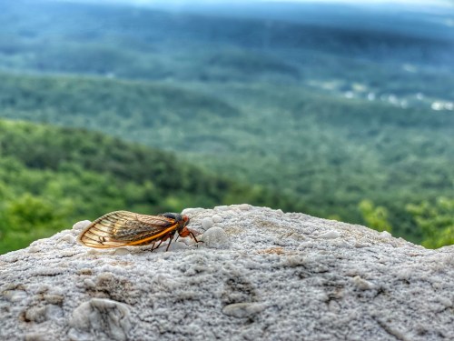 A close-up of a cicada resting on a rock, with a blurred green landscape in the background.