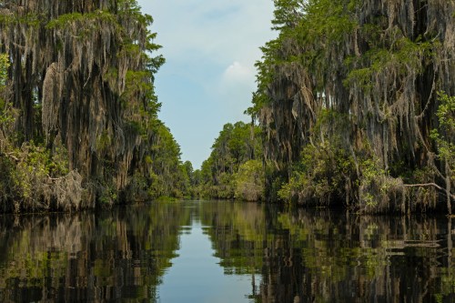 A serene river surrounded by lush greenery and trees draped in Spanish moss, reflecting in the calm water.