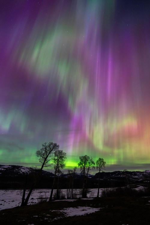 Vibrant auroras in shades of green and purple dance across the night sky above silhouetted trees and a snowy landscape.