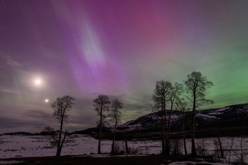 A stunning night sky with purple and green auroras, silhouetted trees, and a snowy landscape under a starry backdrop.